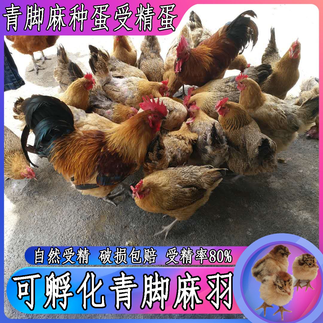 青脚麻种蛋受精蛋可孵化小鸡蛋种蛋可食用新鲜破损包赔土鸡种蛋