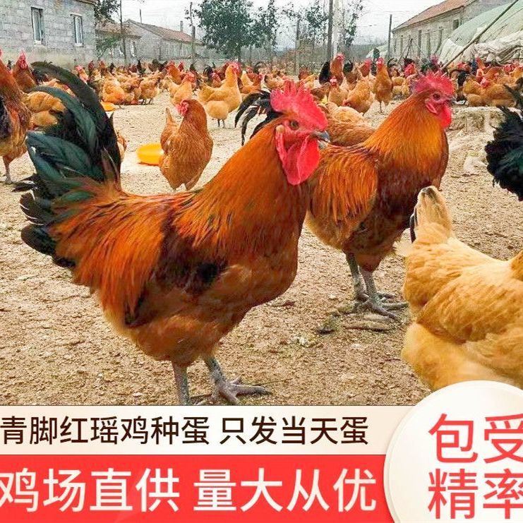 青脚红瑶种蛋受精蛋可孵化小鸡蛋种蛋可食用新鲜破损包赔土鸡种蛋