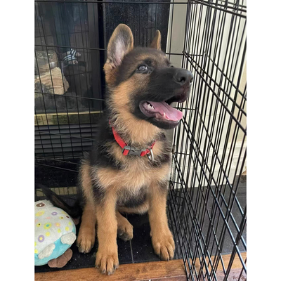 纯种德牧活体幼犬军犬警犬看家护院大狼狗德国牧羊犬公犬母犬马犬