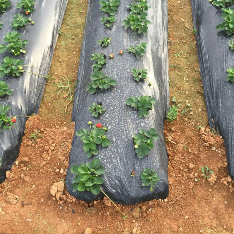 黑膜农用除草地膜抗老化果树防草塑料薄膜农膜种菜保温一次性农场