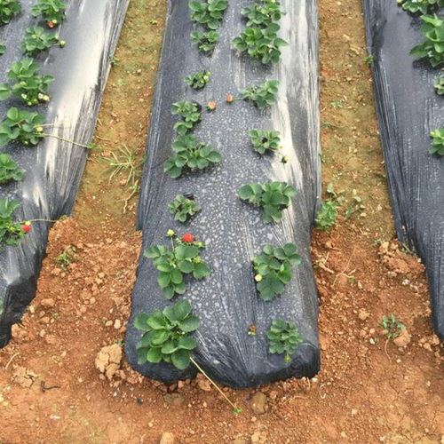 黑膜农用除草地膜抗老化果树防草塑料薄膜农膜种菜保温一次性农场