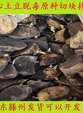 山东高产黄心大土豆种子荷兰15希森品种免费切块拌种育芽脱毒原种