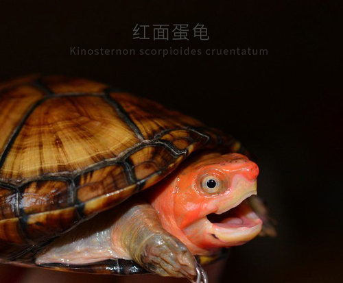 红面蛋龟白唇泥龟小型好冷水耐寒