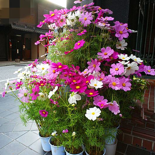Mixed color Cosmos seed Gesang Wildflowers combination Flower Sea Park Four seasons Flower seeds flowers and plants Potted plantin the Flower delivery/Flowers simulation/Plants gardening , Flowers/Fruits and vegetables/Lawn seed (New) , Home &amp; Garden Seeds  category - from Buy2taobao.com to provide professional Taobao agent buy service