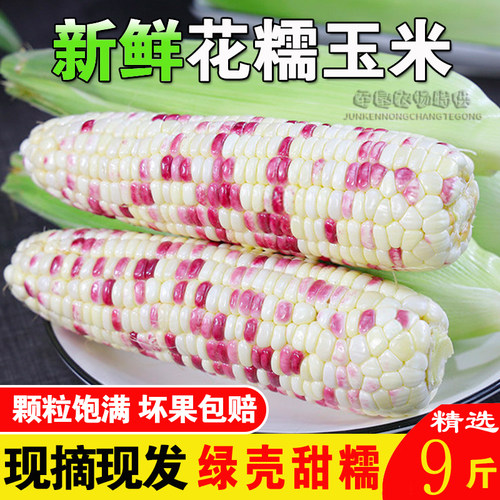 现摘带壳2024现摘新鲜花糯玉米