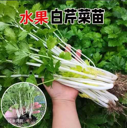 四季白杆芹菜苗水果芹菜苗西芹苗小香芹大田种植芹菜苗高产抗病苗