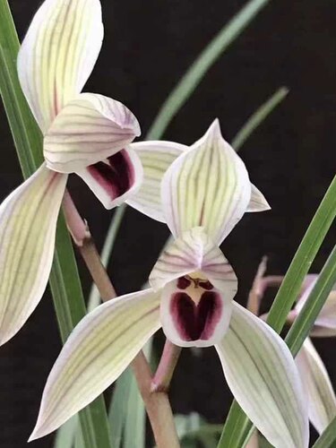 莲瓣兰花心心相印兰花花卉绿植室内室外花卉盆景盆栽