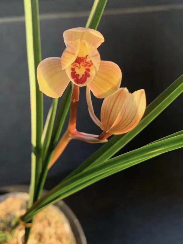 自产自销莲瓣兰花花卉绿植盆景盆