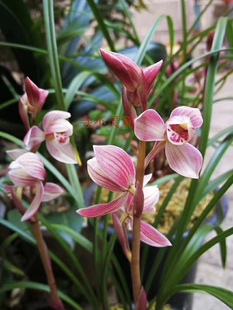 自产自销莲瓣兰花寺小灵童兰花花卉绿植室内室外花卉