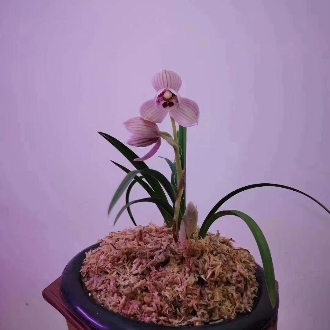 莲瓣兰花自产自销旭日兰花品种品种正宗品质保证兰花品种