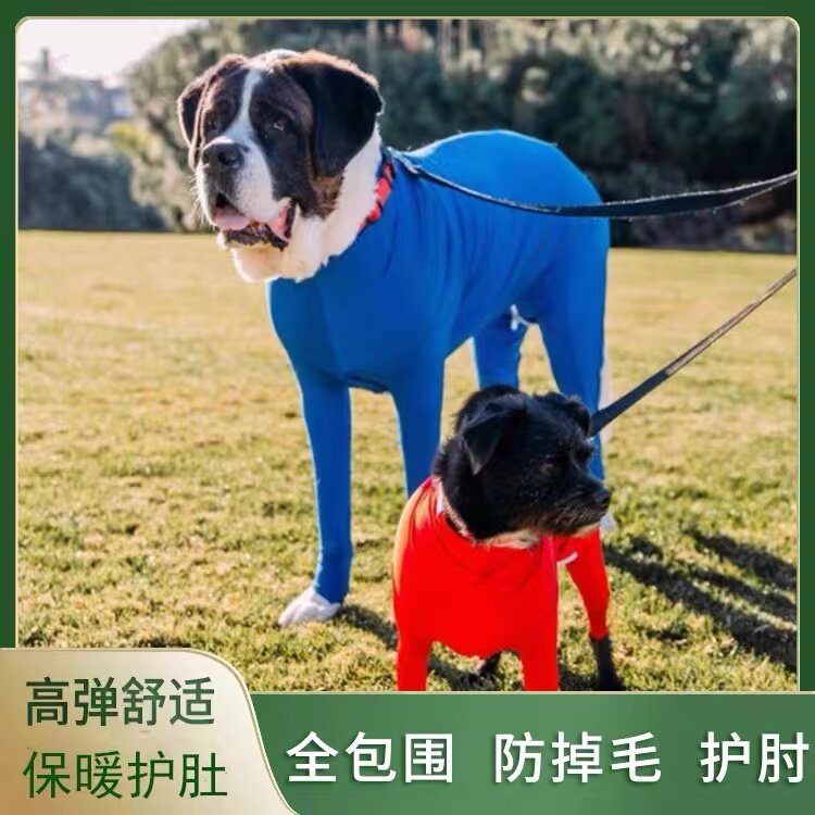 金毛阿拉斯加中大型犬春夏新款