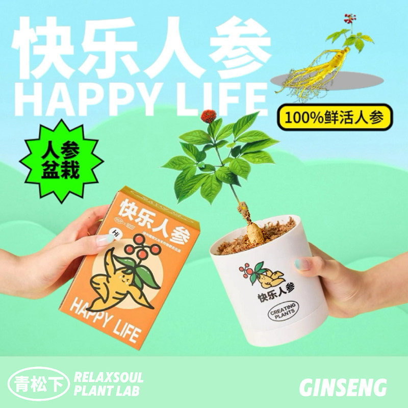 青松下-快乐人参盆栽办公室内桌面绿植懒人植物室内好养创意礼物