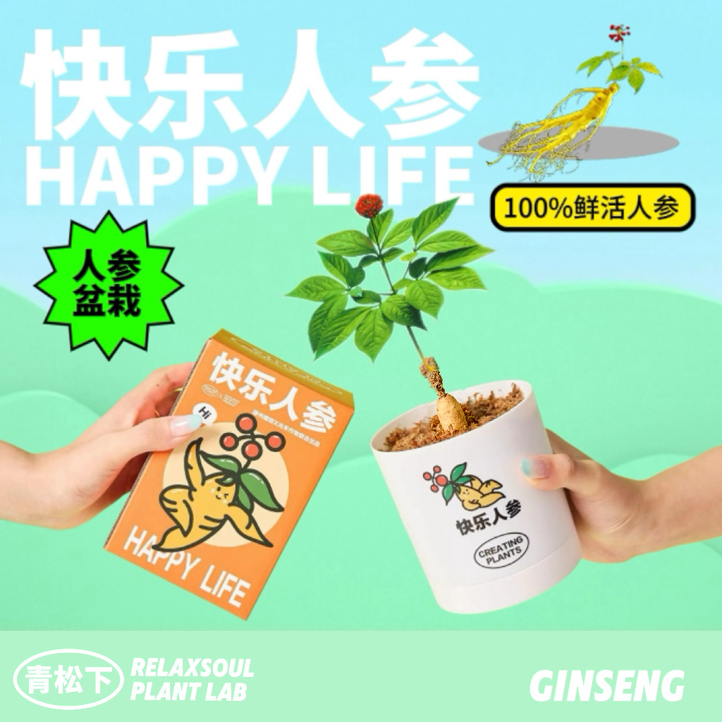 青松下-快乐人参盆栽办公室内桌面绿植懒人植物室内好养创意礼物