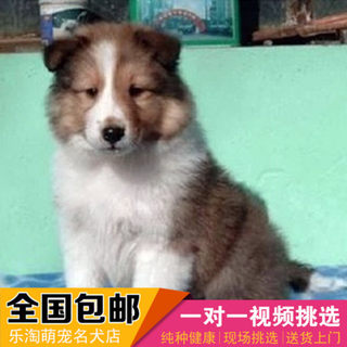 苏格兰牧羊犬幼犬活体纯种宠物狗苏牧长毛小狗 赛级苏格兰牧羊犬