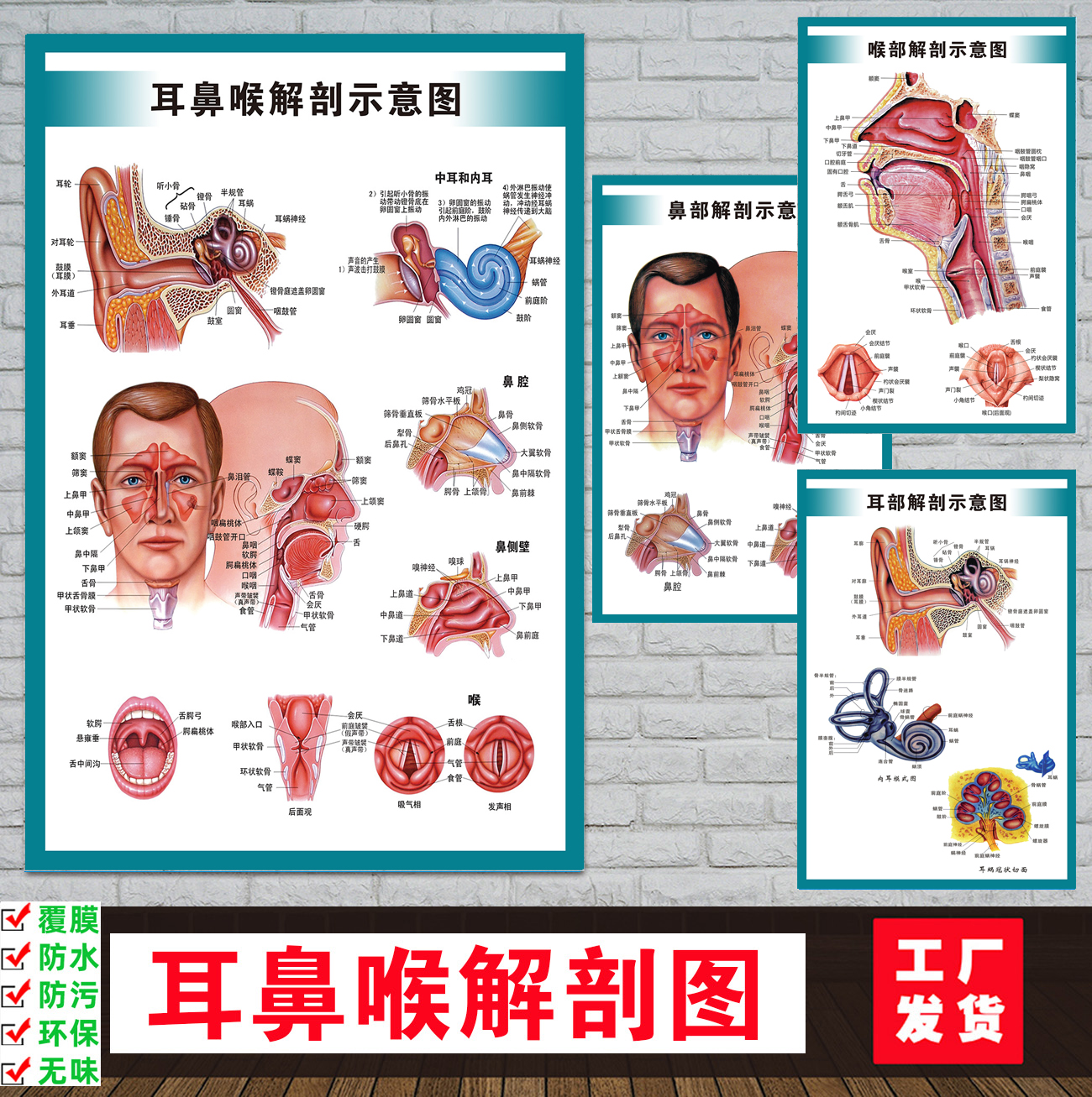 人体耳鼻咽喉咽口腔五官内脏解剖示意图解内脏系统海报挂图墙贴