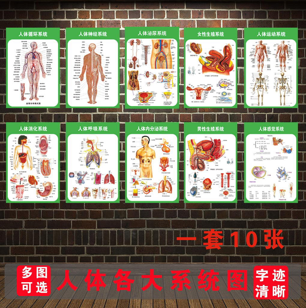 人体运动消化生殖泌尿神经九大系统解剖海报医院医学挂图内脏骨骼