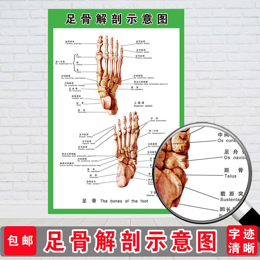 人体足部全身骨骼结构示意图肌肉结构解剖医院骨科知识海报展板