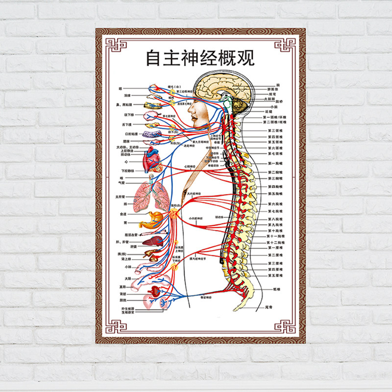 自主神经概观示意图人体器官解剖挂图展板医院医学布置海报墙贴画