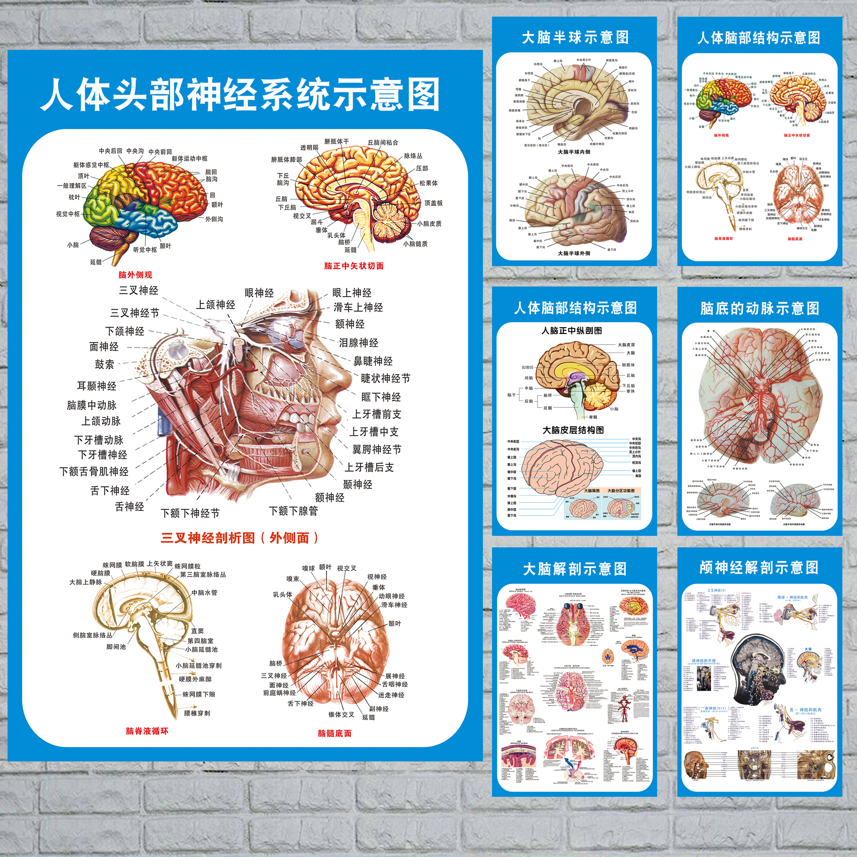 头部脑神经系统解剖示意图宣传画教学医院科室人体医学挂图墙贴