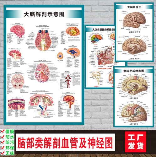 人体头部脑神经系统解剖医院海报
