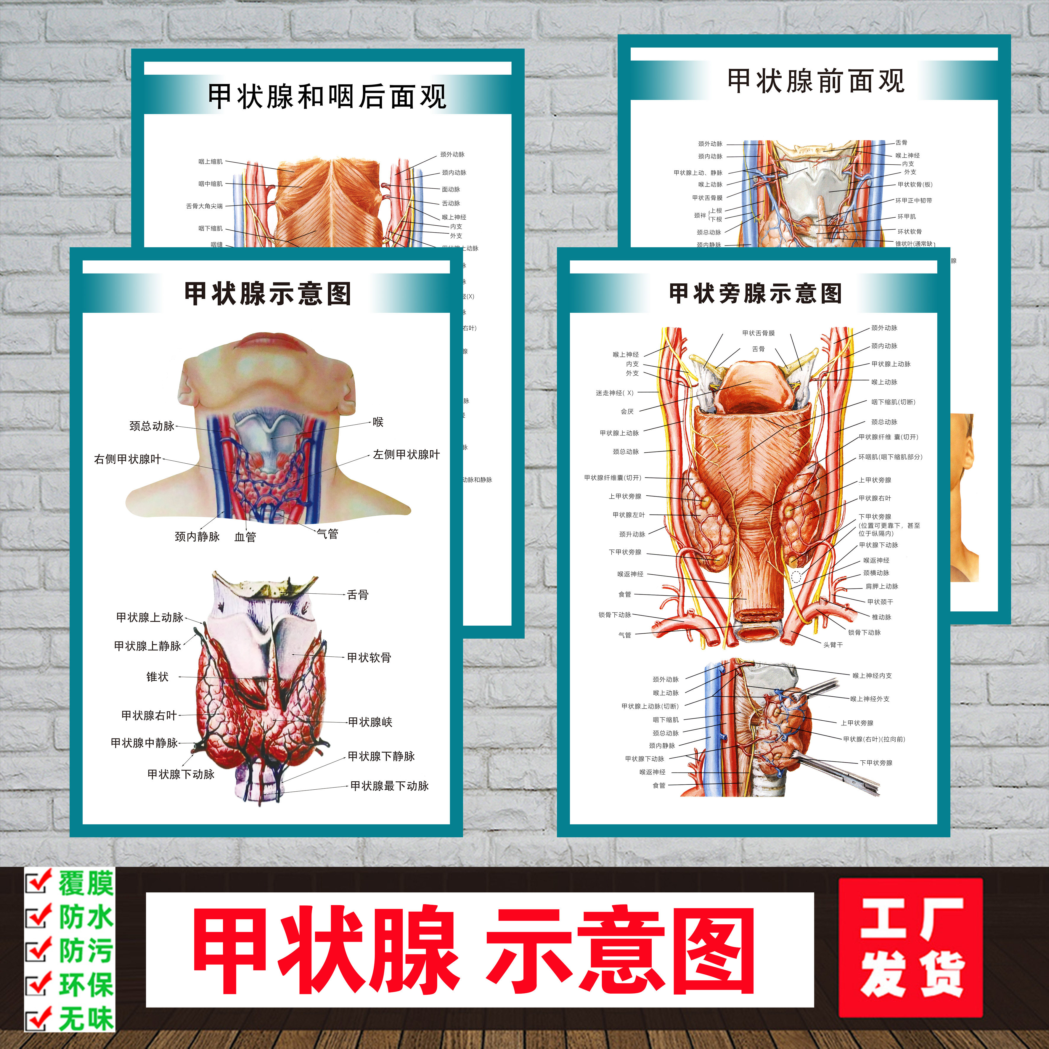 甲状腺和咽后面观示意图医院挂图人体器官解剖医学教学海报墙贴画