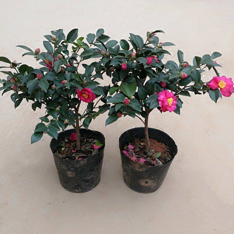 茶梅花苗大杯苗粉红茶梅四季常青盆栽耐寒茶花树苗庭院花园绿化带