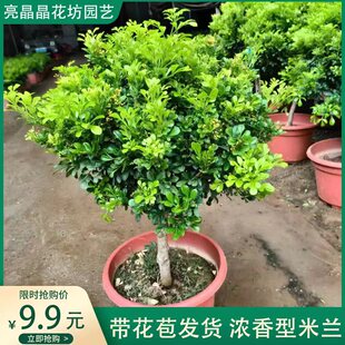 米兰花盆栽独杆棒棒糖香水米兰老桩室内浓香四季开花植物花卉花苗