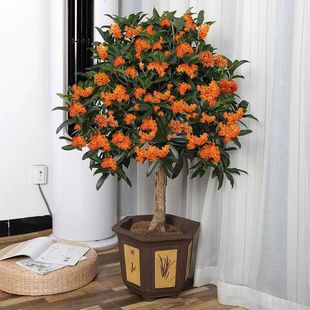 桂花树苗盆栽浓香型矮桩老桩室内外好养耐寒金桂八月桂花四季开花