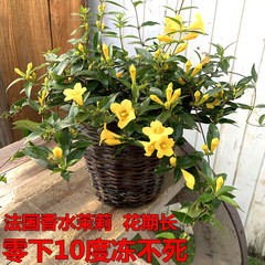 法国香水茉莉花盆栽花卉庭院阳台种植耐寒爬藤植物四季开花鲜花