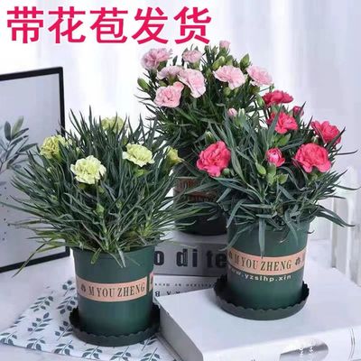 康乃馨盆栽带花苞初吻石竹花四季开花阳台客厅绿植花卉植物室内花