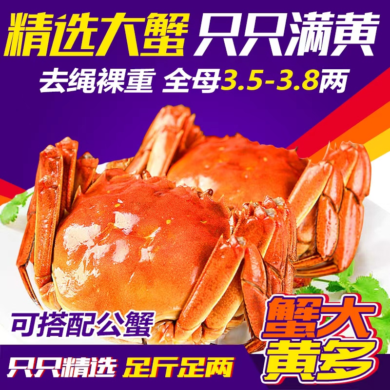 现货大闸蟹全母蟹3.5两