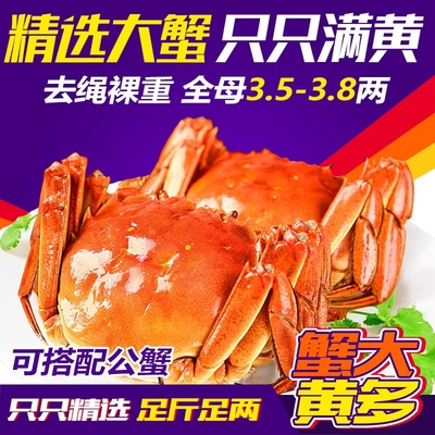 现货大闸蟹全母蟹3.5两