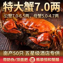 活蟹现货大闸蟹鲜活超大公蟹7两母蟹5两特大螃蟹礼盒蟹皇蟹后湖蟹