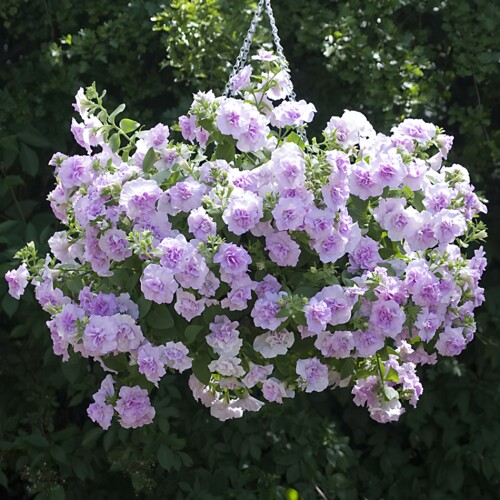 【乔安娜大盆】重瓣矮牵牛阳台垂吊植物有香味的开花品种