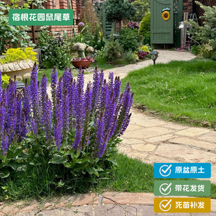 花镜植物搭配蓝霸四月夜萨利芳蓝山天蓝花墨西哥林荫鼠尾草苗盆栽