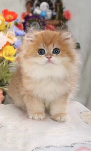 纯种英短银渐层猫蓝金渐层猫曼基康矮脚拿破仑蓝猫纯白小猫咪活物