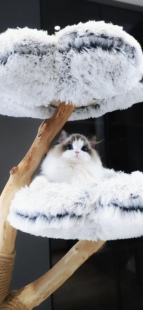 活物布偶猫幼猫纯种幼猫海双蓝双赛级仙女猫幼崽波斯系长毛弟弟