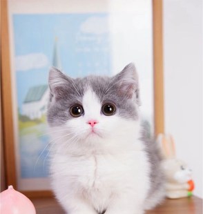 曼基康矮脚猫英短蓝猫幼猫猫蓝白金银渐层布偶宠物猫咪活物拿破仑