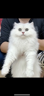 本地猫舍纯种金吉拉幼猫金吉拉猫曼基康矮脚短腿纯白色拿破仑宠物