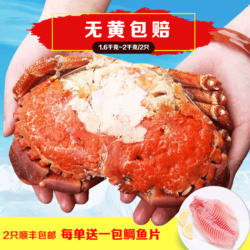 采极鲜超大英国面包蟹黄金蟹熟食梭子蟹发财蟹螃蟹香辣蟹即食2只