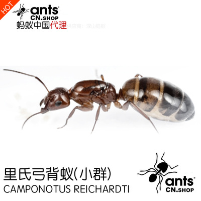 蚂蚁昆虫摄影科普突厥活体