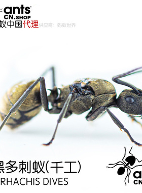 蚂蚁中国｜拟黑多刺蚁Polyrhachis dives宠物工坊活体巢