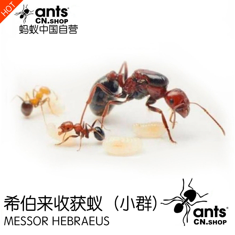 蚂蚁中国|希伯来收获蚁(小群)messor hebraeus