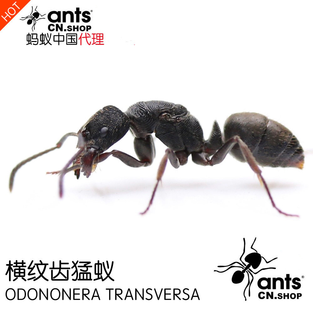 蚂蚁中国｜横纹齿猛蚁 Odononera transversa