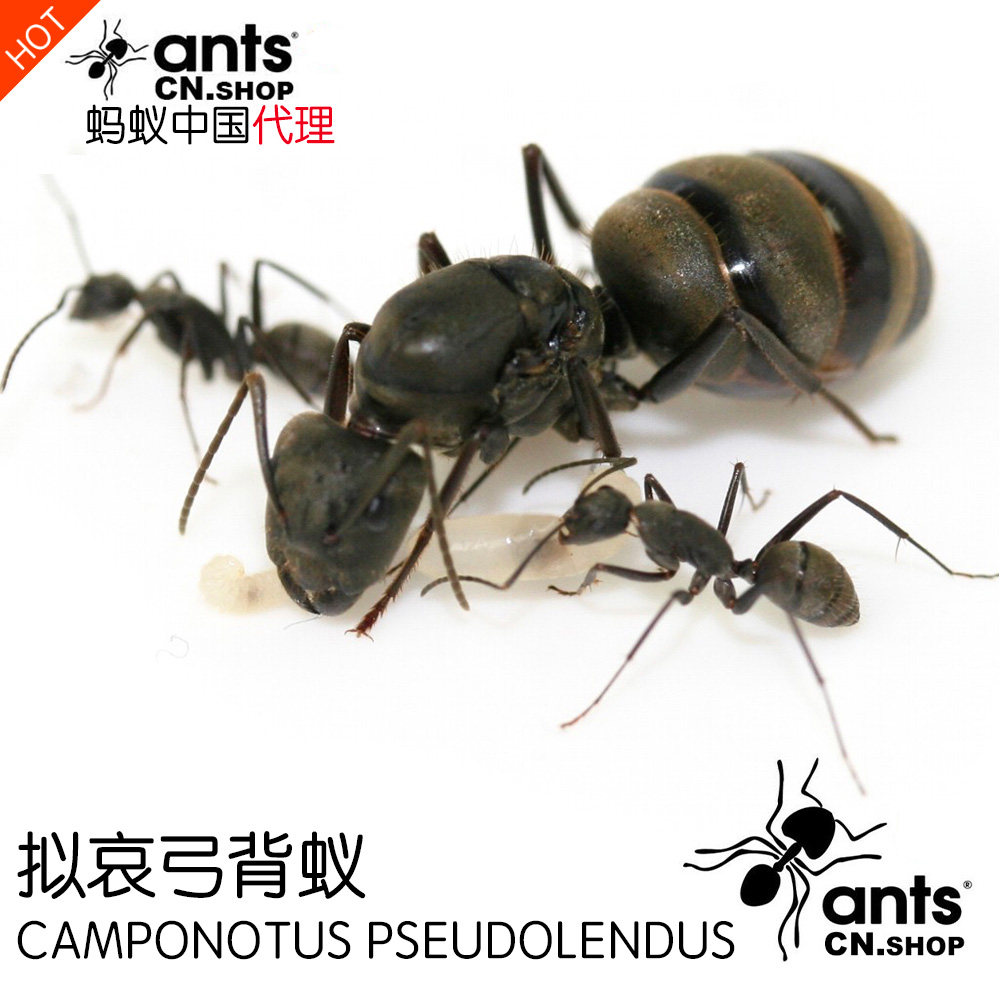 蚂蚁中国|拟哀弓背蚁camponotus pseudolendus蚂蚁工坊 宠物蚂蚁