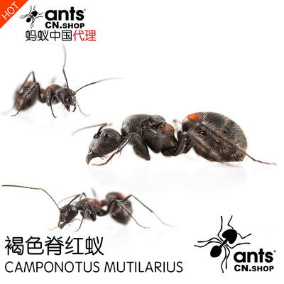 蚂蚁中国｜香斑弓背蚁Camponotus mutilarius