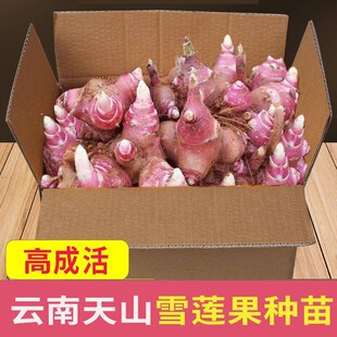 雪莲果种子黄心新鲜雪莲果种苗种球天山雪莲果优质种子红心甜种子