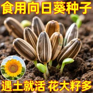 食用向日葵种子种籽矮葵花油葵盆栽观赏孑花苗活苗蔬菜子菜种幼苗