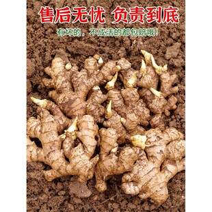 正宗小黄姜种子爆芽发货云南生姜种植种姜带芽老姜种苗非大生姜种
