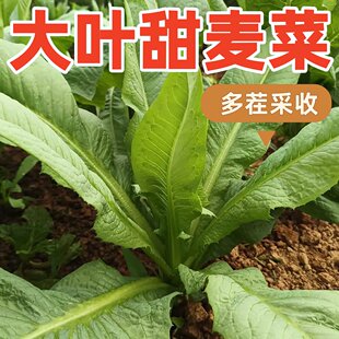 新品高州圆叶型甜麦菜种子圆叶甜软口脆甜庭院一年四季易种耐雨水